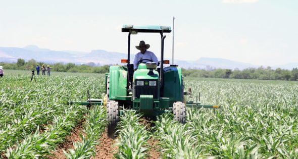 El campo Mexicano
